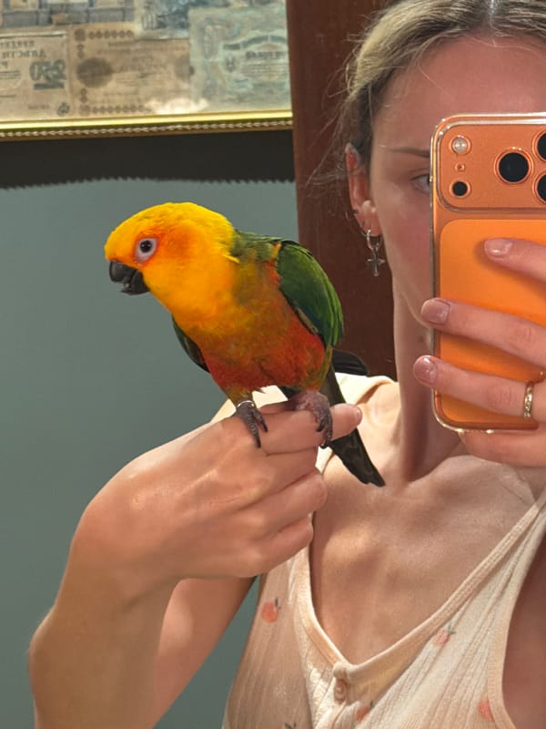 Pet moments captured in Khimki: parrot selfie, Pomeranian scenes