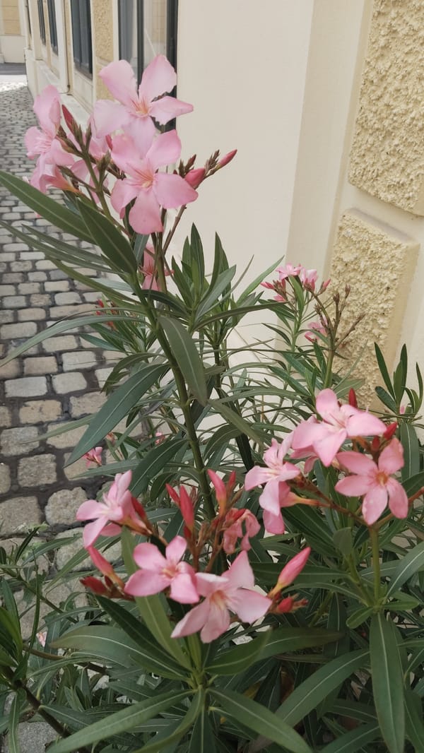 Vienna courtyard captured during storm with blooming oleander flowers