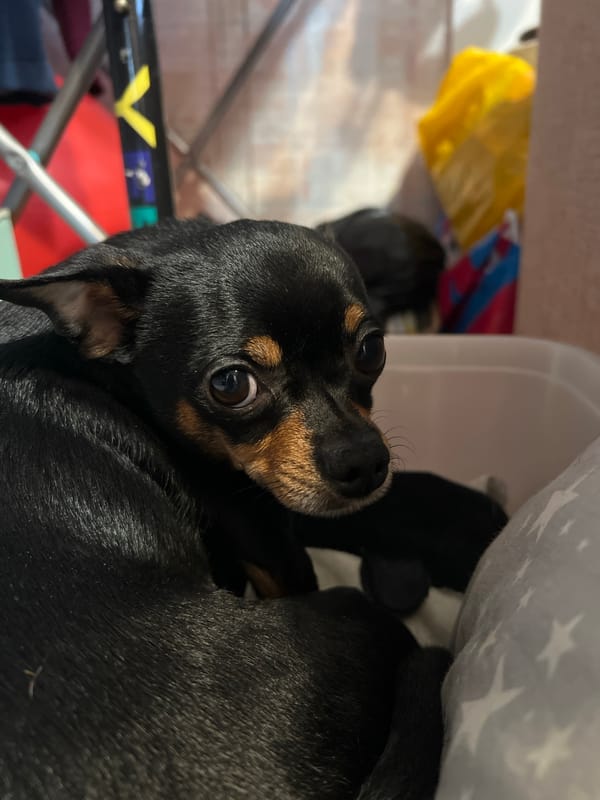 Woman and miniature pinscher dog photographed in Perm home