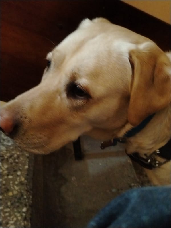 Yellow Labrador photographed in profile in Sofia, Bulgaria