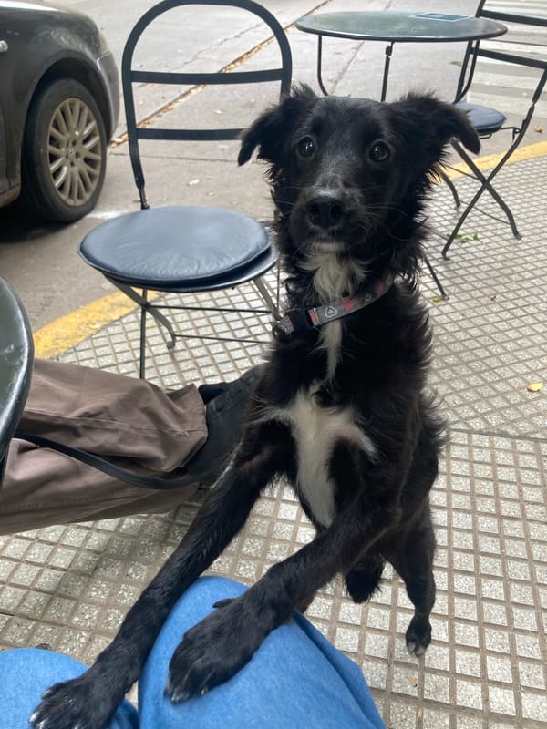 Dog rests on sidewalk near seated owner