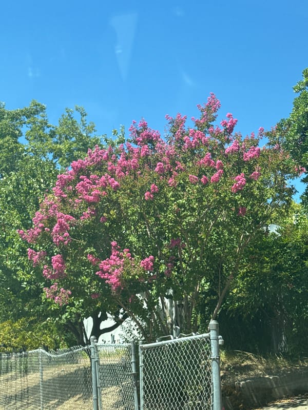 Cruising a sunny Citrus Heights neighborhood, Corvette and blooms in view