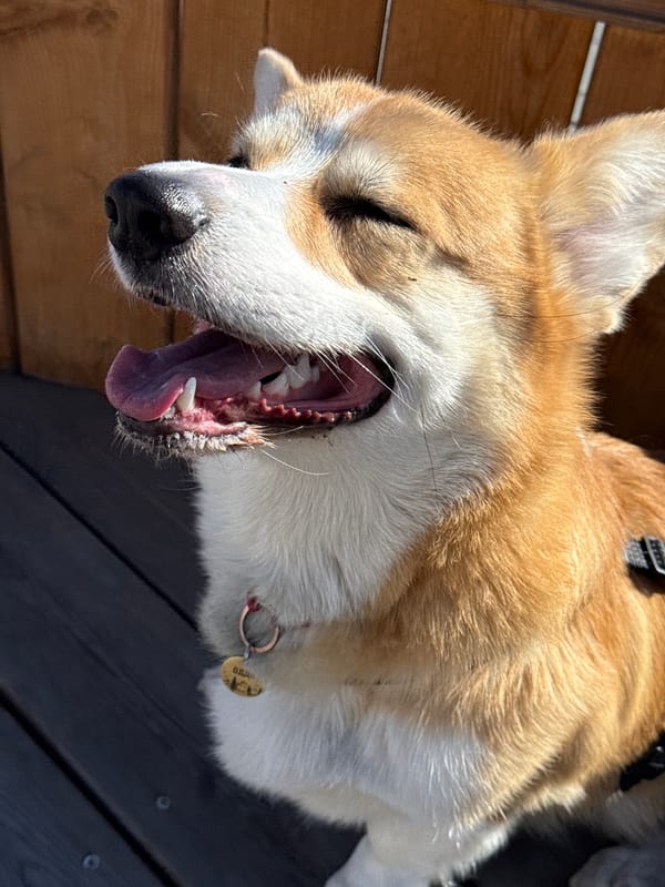 Corgi dog walk captured in Borzya, Russia
