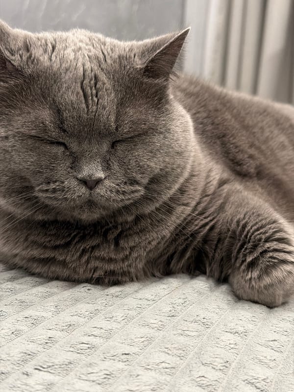 Domestic scenes with cat, pizza, toys captured near Moscow