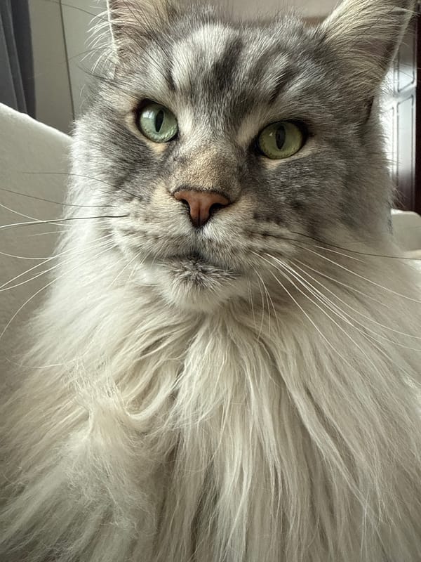 Long-haired cat photographed in close-up in Haskovo, Bulgaria