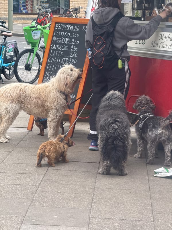 Dog walker spotted with four dogs on London street