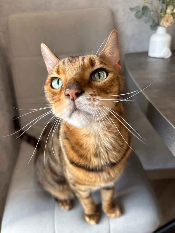 Woman and Bengal cat photographed in domestic setting