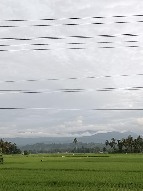 Lush rice paddies under overcast skies in rural Indonesia