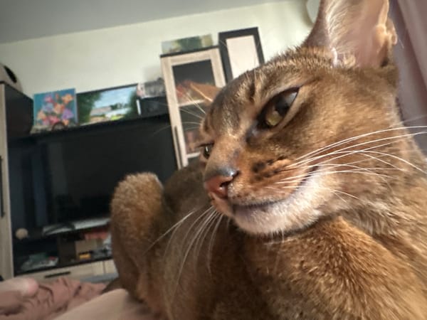 Moscow resident shares tender moments with Abyssinian cat
