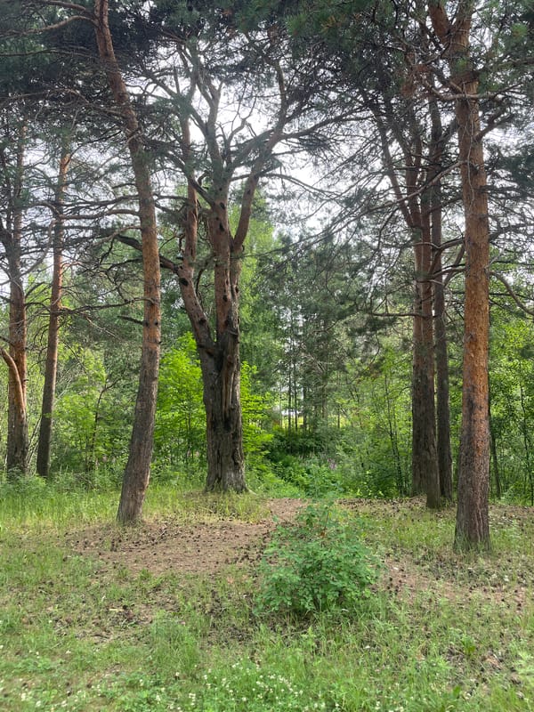 Waterfront and pine forest scenes along the Surgut riverbank