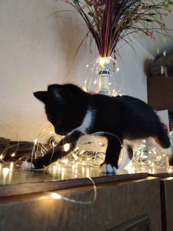 Cats and plants filling a Moscow apartment on a summer morning