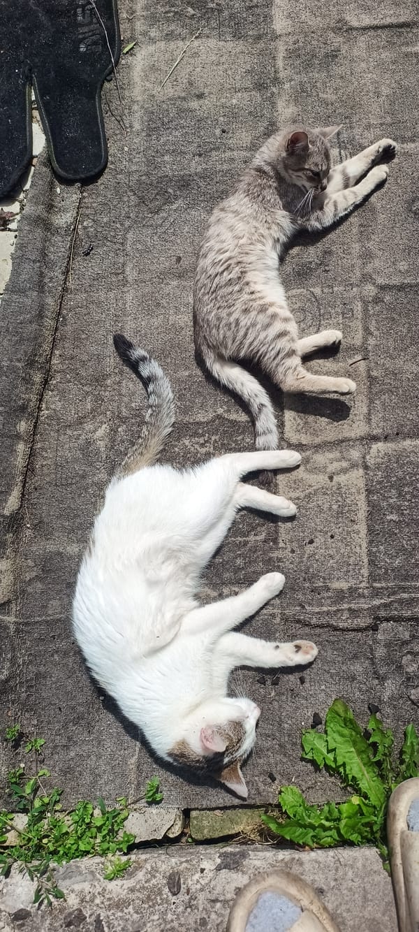 Cats napping everywhere, plus one potato garden