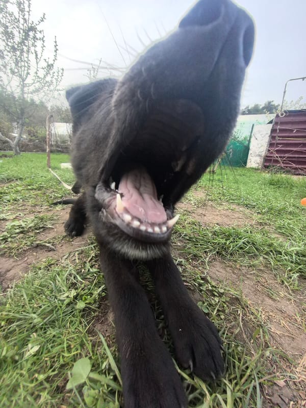 Casual afternoon moments with dog, outdoor relaxation in Noviy