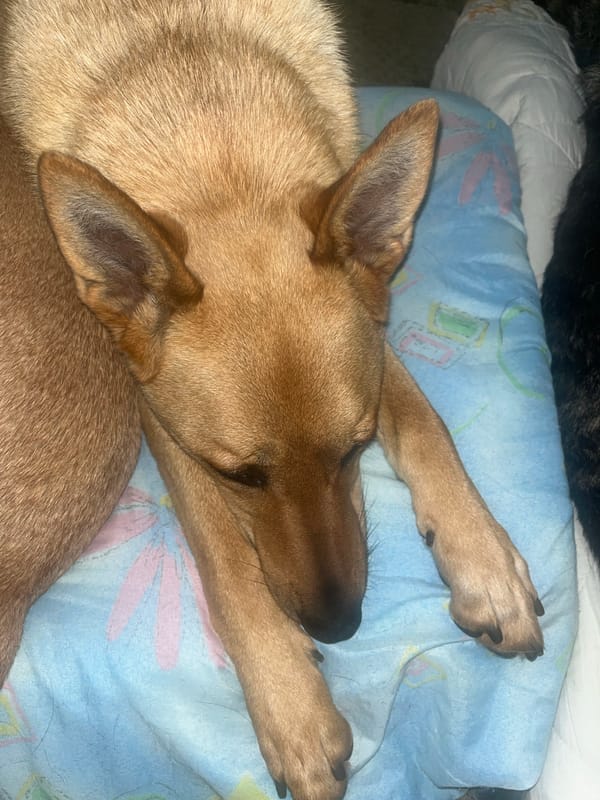 Multiple dogs at rest in a Nizhny Tagil home