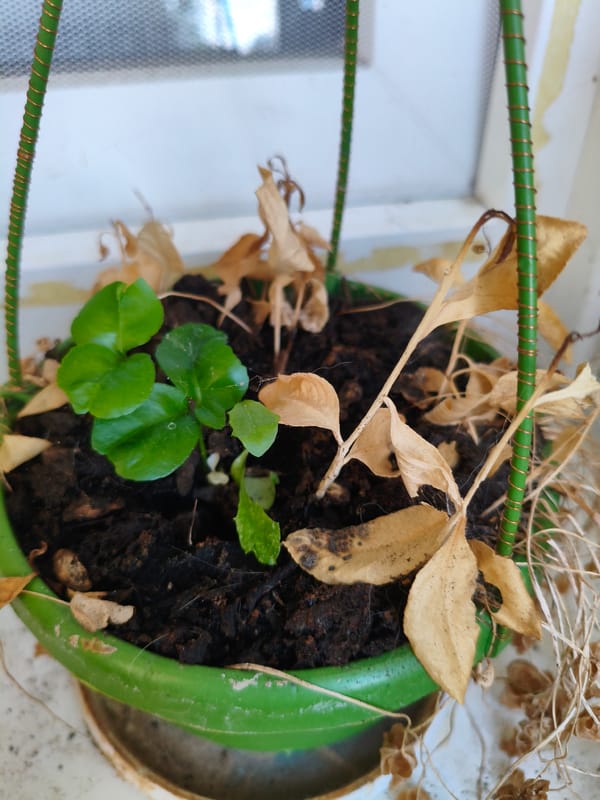 Balcony plants and craft materials in Dessau