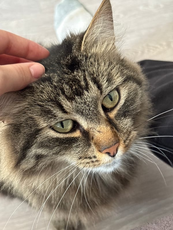 Tabby cat enjoys a calm head scratch in Kumyony