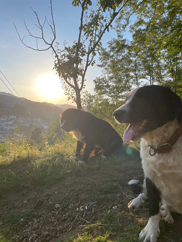 Dogs play on hillside overlooking Bulgarian valley during sunset