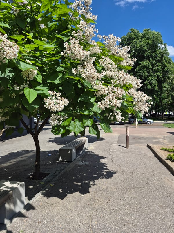 Summer blooms, green berries, and a resting dog in a park