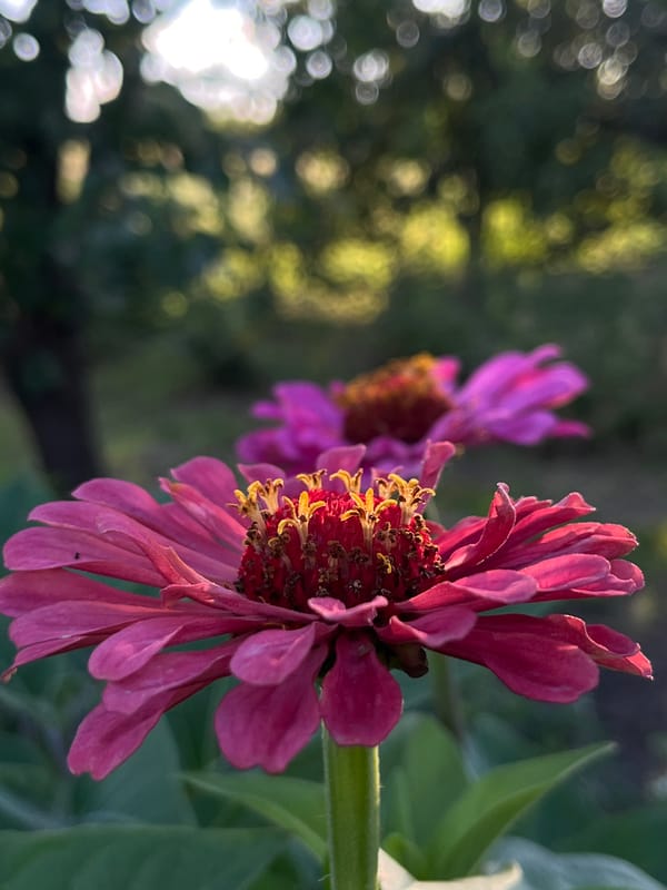 Dragonflies, berries, and blooms in a sunlit garden