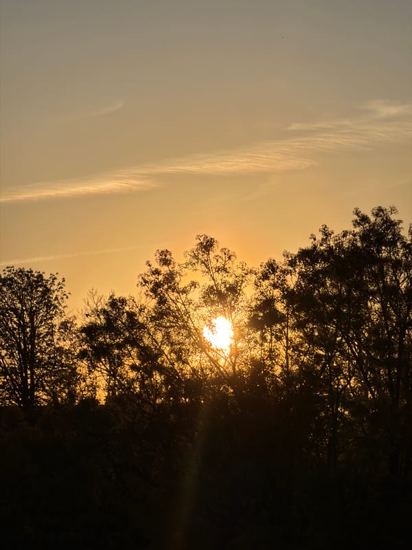 Grey dog photographed with tilted head in Luxembourg