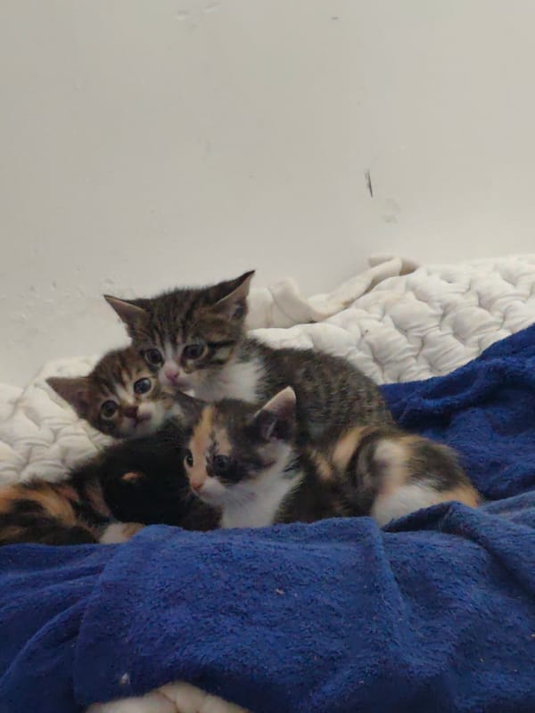 Mother cat with three kittens spotted in Smolyan home