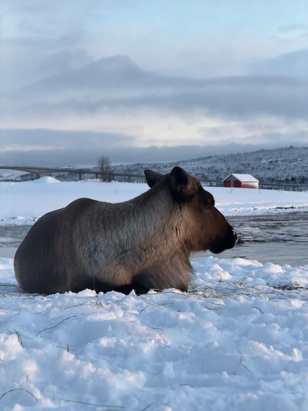 Reindeer rests on snowy shoreline near Tromsø, Norway