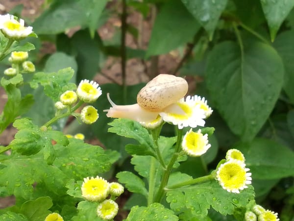 Morning wildlife spotted: snails on wet plants, crows near stadium