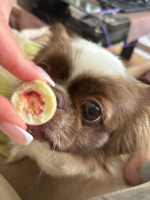 Chihuahua receives treat in Yambol, Bulgaria