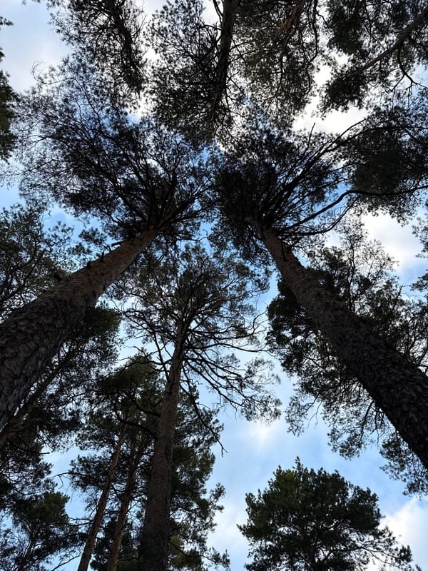 Forest canopy photographed at Russian resort