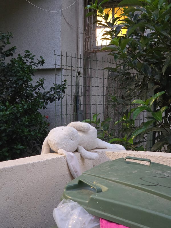 Cats and a lost toy on Tel Aviv streets