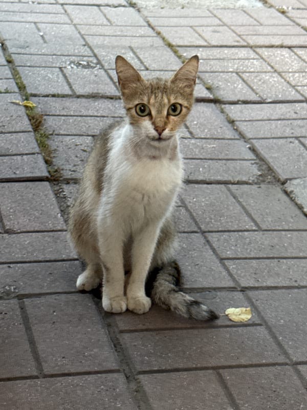 Evening scenes from Plovdiv: cats, dining, parks, football