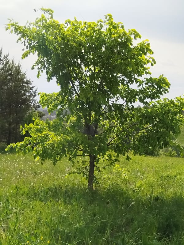 Rural farmland scenes documented in Чумна, Russia
