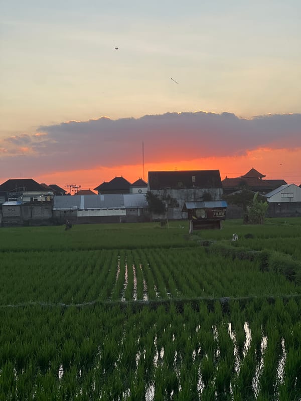 Green rice paddies meet a warm sky in rural Mengwi