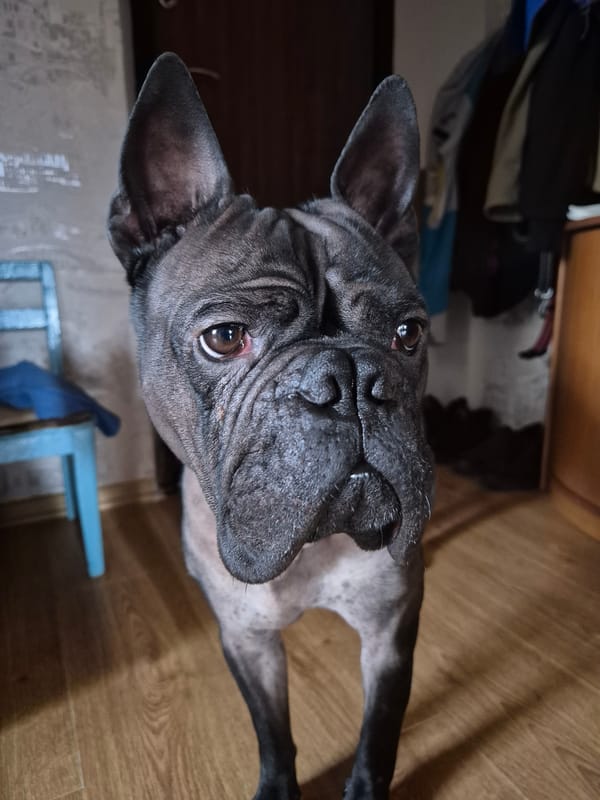 French Bulldogs photographed relaxing indoors in Stavropol home