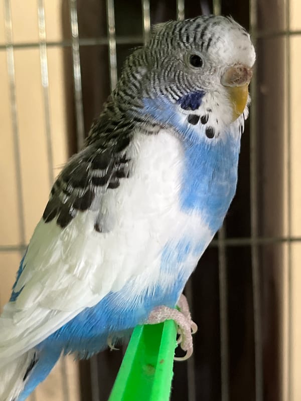 Pet budgerigars and dog observed in Shumen, Bulgaria