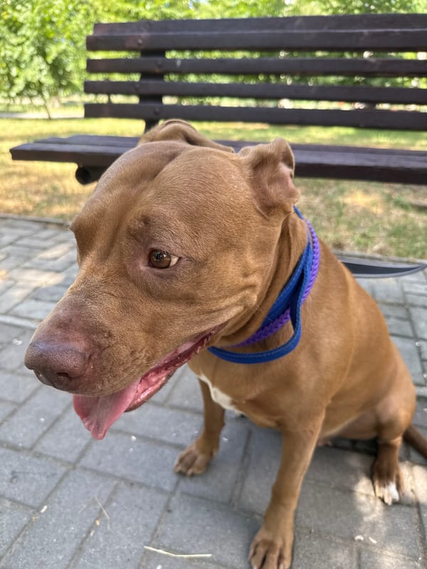 Pit bull enjoying a park walk in Zaporizhzhia on a clear morning