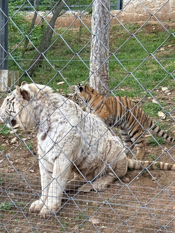 Zoo animals observed during morning visit in Stara Zagora