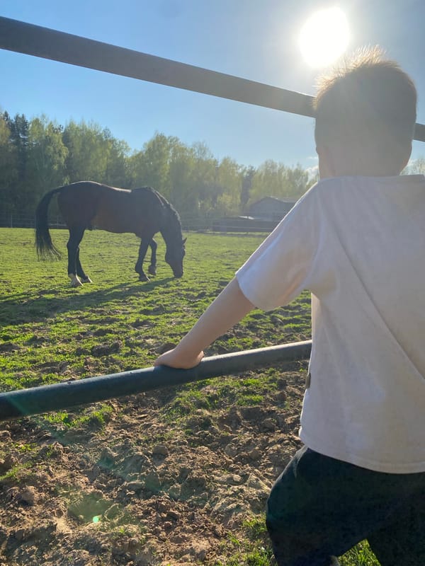 Horses graze in sunny pasture near Chaikovsky, Russia