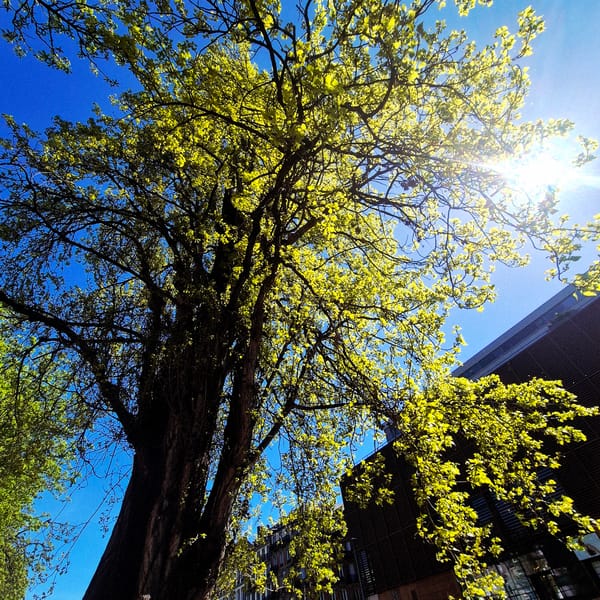 Spring morning walk documented through central Strasbourg