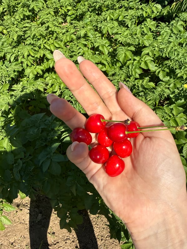 Quiet afternoon documented in Bulgarian village with cherries, dogs, roses
