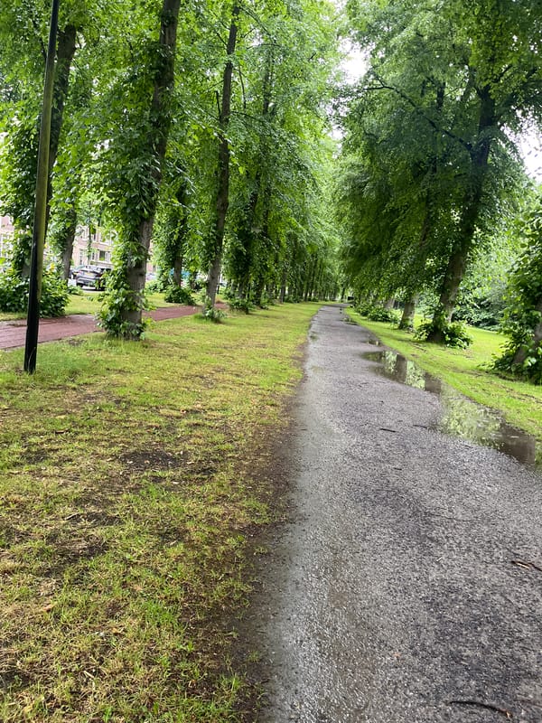 Urban Rain Aftermath Documented Across Tree-Lined City Walkways