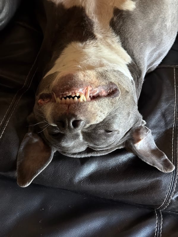 Dog sleeps peacefully on couch in Luxembourg