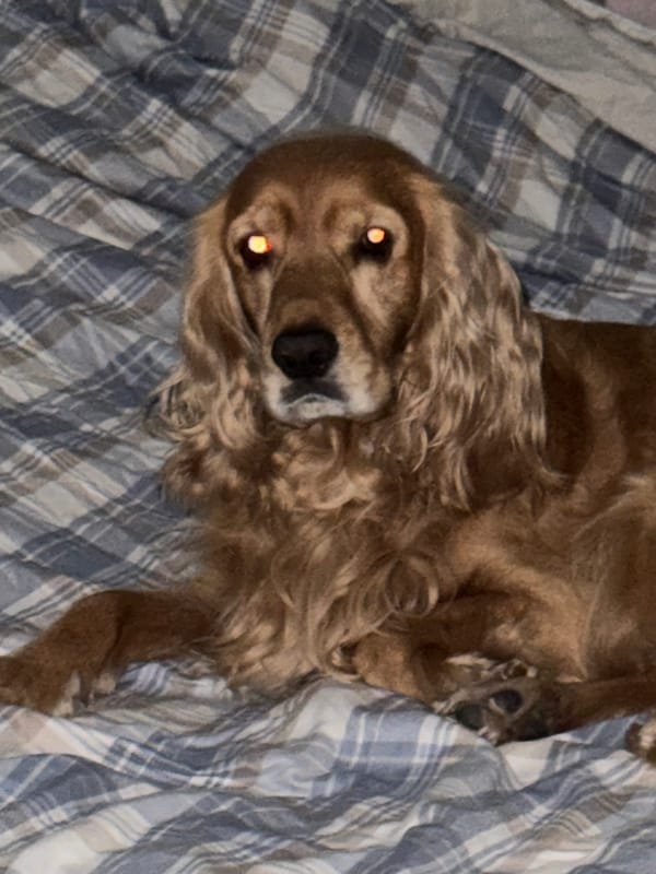 Golden retriever rests on plaid blanket in indoor setting