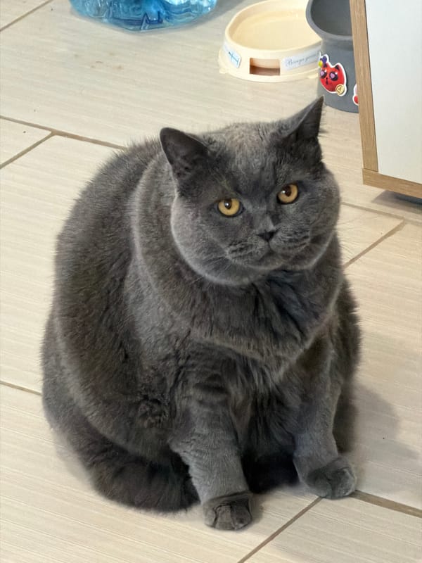 Grey cat photographed in multiple domestic scenes across Moscow apartment
