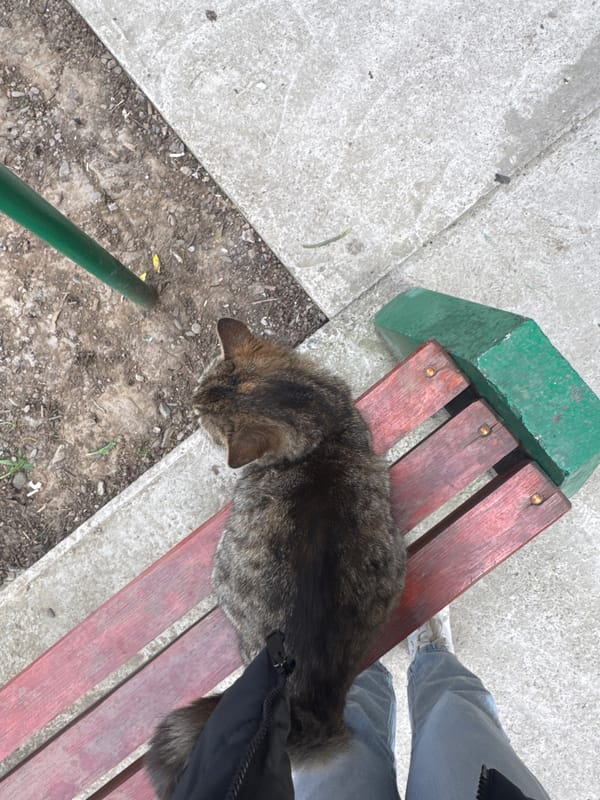 Cat naps on park bench in Montana, Bulgaria