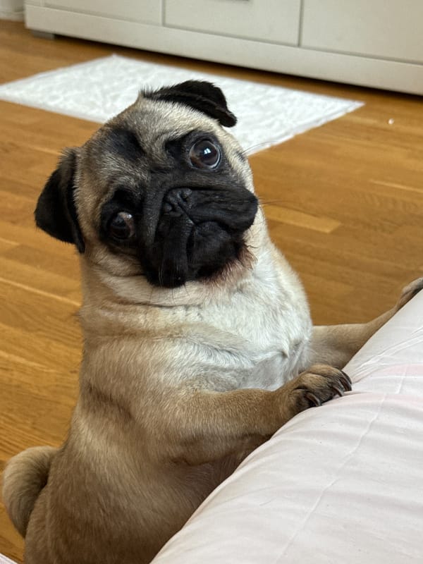 Blonde and her pug, a casual morning in photos
