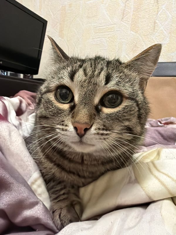 Tabby cat photographed in quiet domestic moment in Izhevsk