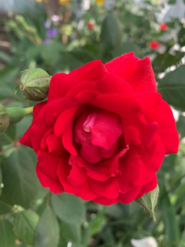 Spring Garden Peak Bloom Documented Through Morning Hours