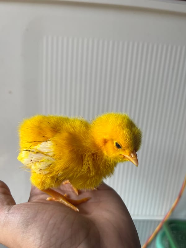 Baby chicks and backyard scenes from a village in Central Java