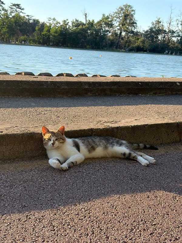 Cat rests by waterfront on paved surface